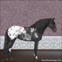 Horse Color:Blue Roan Appaloosa 