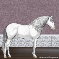Horse Color:White Spotted Blue Roan Splash Appaloosa 