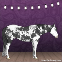 Horse Color:White Spotted Blue Roan Splash Snowflake Varnish
