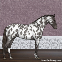 Horse Color:Smoky Blue Roan Appaloosa 