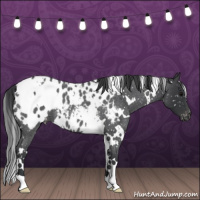 Horse Color:White Spotted Blue Roan Blanket 