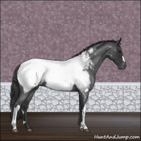 Horse Color:Blue Roan Near Fewspot 
