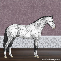 Horse Color:Blue Roan Appaloosa 
