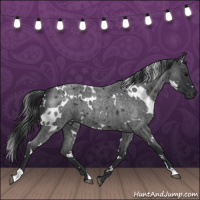 Horse Color:White Spotted Blue Roan