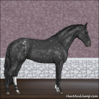 Horse Color:Blue Roan Appaloosa