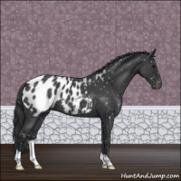 Horse Color:Blue Roan Appaloosa 
