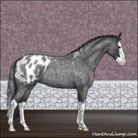 Horse Color:Blue Roan Splash Appaloosa