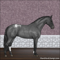 Horse Color:Blue Roan Varnish 