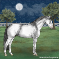Horse Color:White Spotted Blue Roan Varnish 