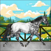 Horse Color:Blue Roan Snowcap 