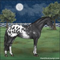 Horse Color:White Spotted Blue Roan Appaloosa 