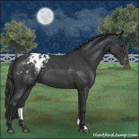 Horse Color:Blue Roan Appaloosa