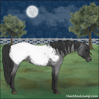 Horse Color:Blue Roan Appaloosa