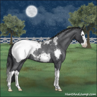 Horse Color:Blue Roan Splash Appaloosa 