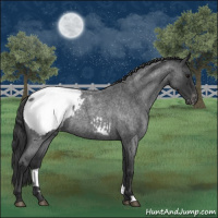 Horse Color:Blue Roan Appaloosa 