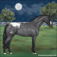 Horse Color:Blue Roan Varnish 