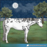 Horse Color:Blue Roan Splash Frame Appaloosa 