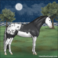 Horse Color:Blue Roan Splash Appaloosa 