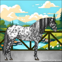 Horse Color:Blue Roan Appaloosa 