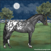 Horse Color:Blue Roan Appaloosa