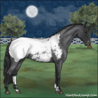 Horse Color:Blue Roan Snowcap 