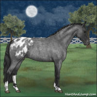 Horse Color:Blue Roan Tobiano Appaloosa 