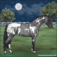 Horse Color:White Spotted Blue Roan Appaloosa 