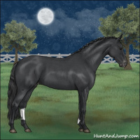 Horse Color:Blue Roan Appaloosa 