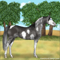 Horse Color:Gray Black Splash Tobiano 