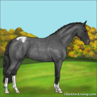 Horse Color:Blue Roan Varnish 