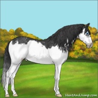 Horse Color:Blue Roan Splash Frame Snowflake Varnish 