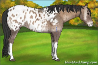 Horse Color:Blue Onyx Ice Appaloosa 