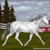 Horse Color:Blue Roan Splash Frame Appaloosa 