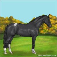 Horse Color:Blue Roan Appaloosa 