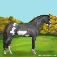 Horse Color:Blue Roan Frame Appaloosa 