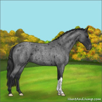 Horse Color:Blue Roan Varnish 