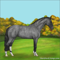 Horse Color:Blue Roan Appaloosa 