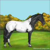 Horse Color:Blue Roan Snowcap 