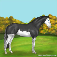 Horse Color:Blue Roan Splash Appaloosa 