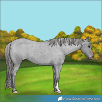 Horse Color:Blue Roan Appaloosa 