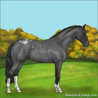 Horse Color:Blue Roan Varnish 
