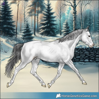 Horse Color:White Spotted Blue Roan Appaloosa 
