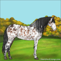 Horse Color:Bay Appaloosa  and White Spotted Bay Appaloosa 