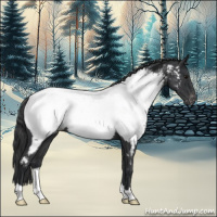 Horse Color:Blue Roan Appaloosa 