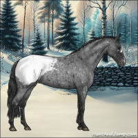 Horse Color:Blue Roan Appaloosa 