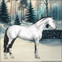 Horse Color:Blue Roan Appaloosa 
