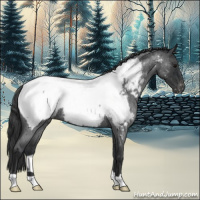 Horse Color:Blue Roan Appaloosa 