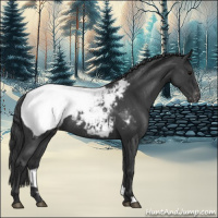 Horse Color:Blue Roan Appaloosa 