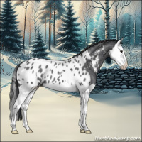 Horse Color:Blue Roan Splash Near Leopard 