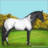 Horse Color:Blue Roan Appaloosa 